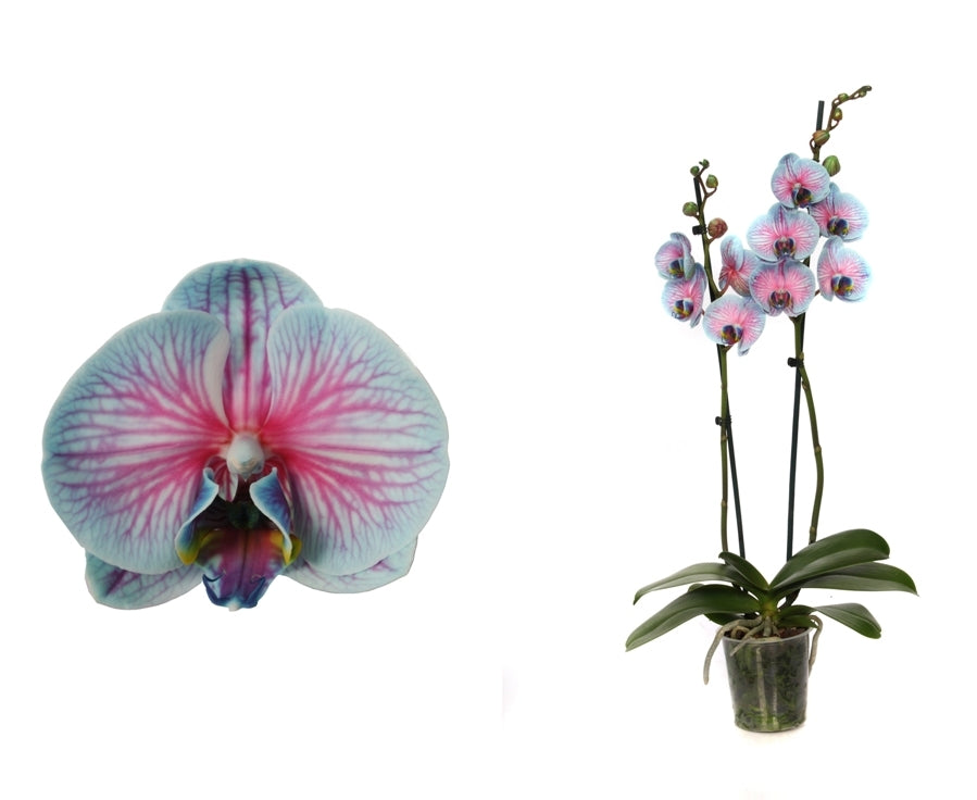 Phalaenopsis Orchidee Bubblegum 2 takken