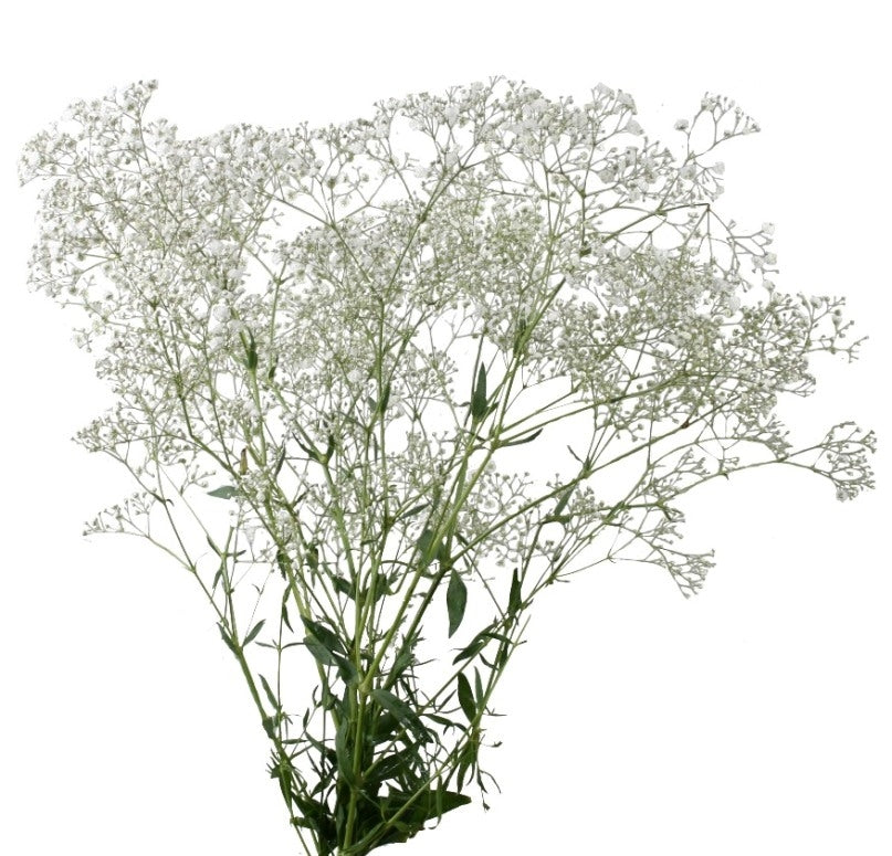 5 gypsophila white