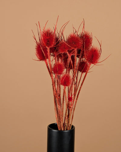 Getrocknete Cardoon Distel Oranje gemalt