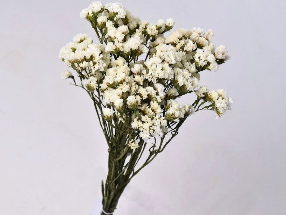 Gedroogde Statice Limonium wit