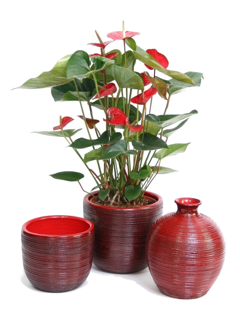 Anthurium in Ceramic Cabo Red