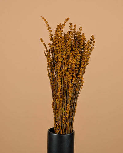 Botao Botton dunkelblau getrocknet