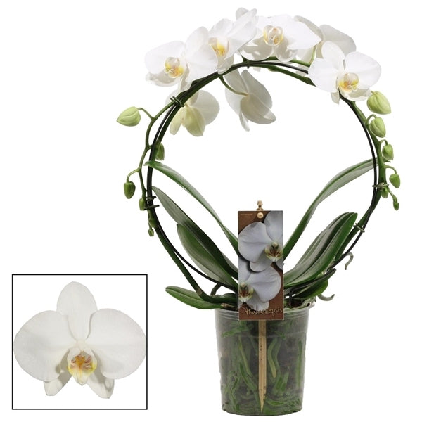 Phalaenopsis white arch shape in the cultivation jar