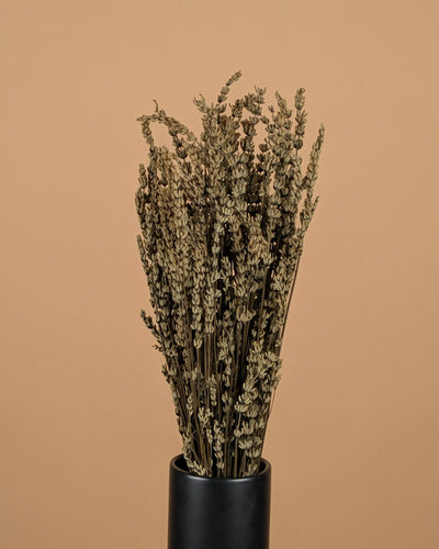 Botao Botton Dark blue dried