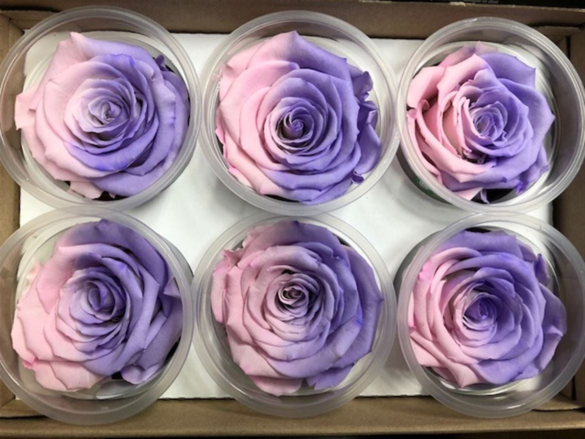 Geconserveerde lavendel roze Rozen in een cadeaubox