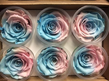 Geconserveerde licht blauw roze Rozen in een cadeaubox