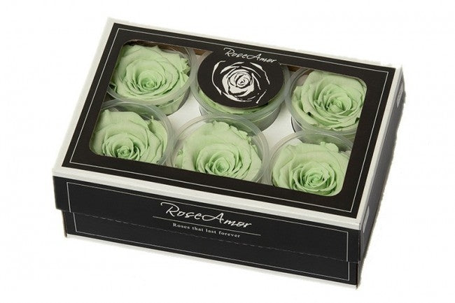 Geconserveerde mint groene Rozen in een cadeaubox