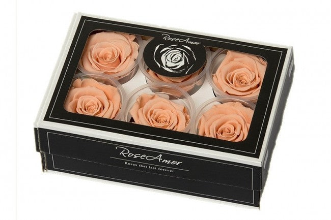 Geconserveerde peach Rozen in een cadeaubox