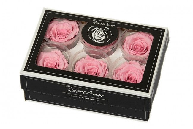 Geconserveerde licht roze Rozen in een cadeaubox