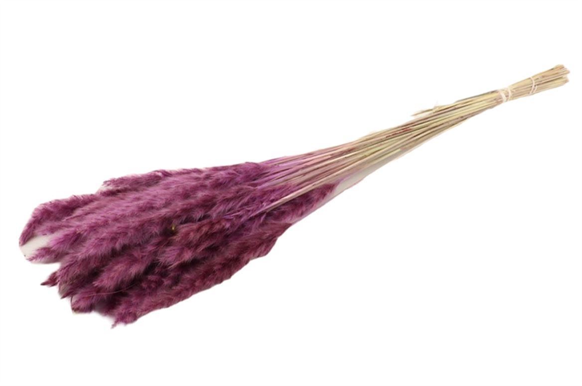 Fluffy Pampas (Miscanthus) pluim Milka