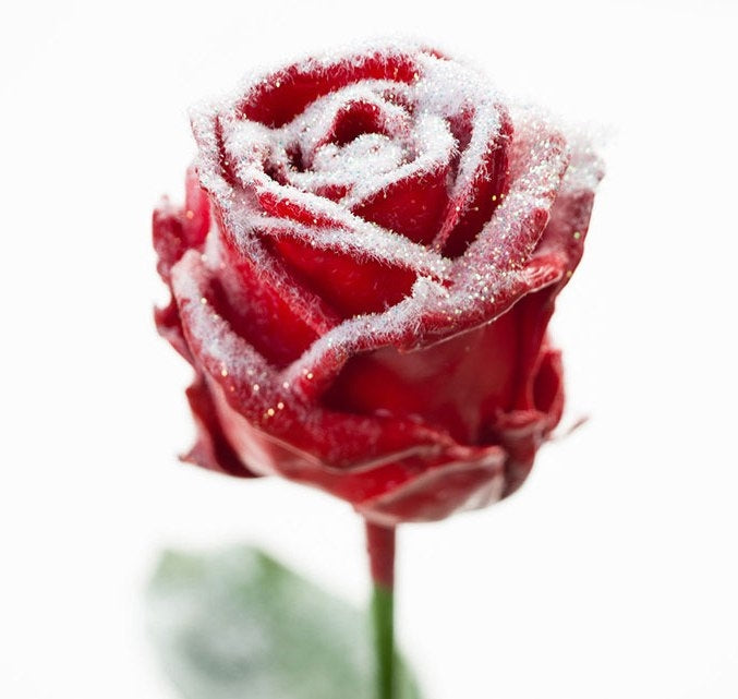 Boeket van grootbloemige wax Rozen rood met sneeuw