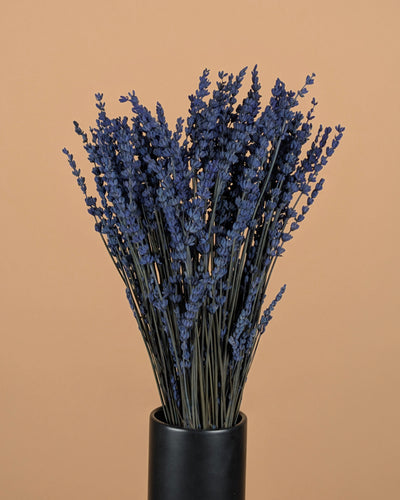 Lavendel dunkelblau Prävention