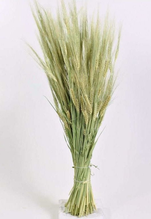 Gedroogde Gerst naturel (Barley)