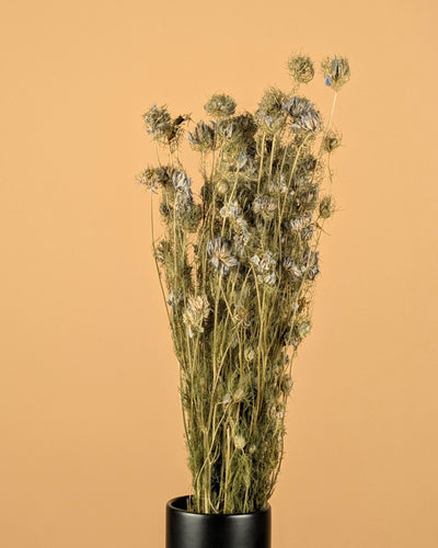 Gedroogde nigella bloem – blauw