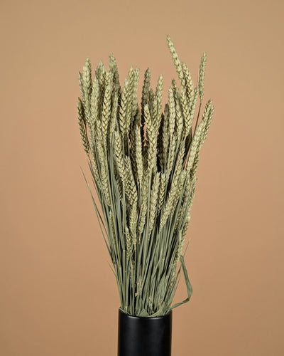 Blé séché (triticum) naturel