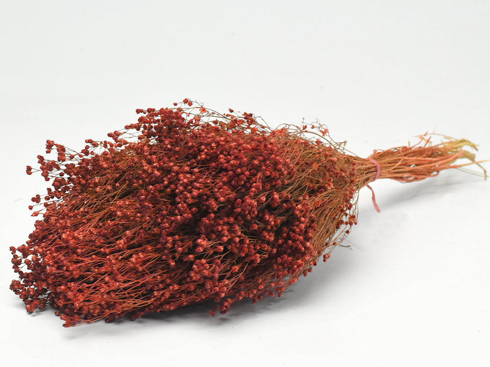 Broom Bloom rouille rouge 50 cm