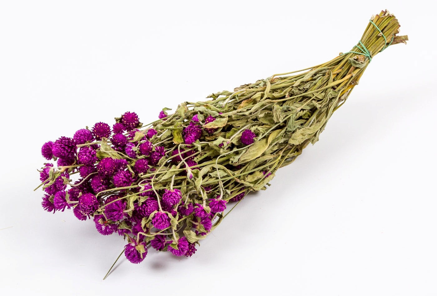 Dried Gomphrena Lila