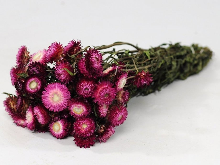 Gedroogde Helichrysum donker roze