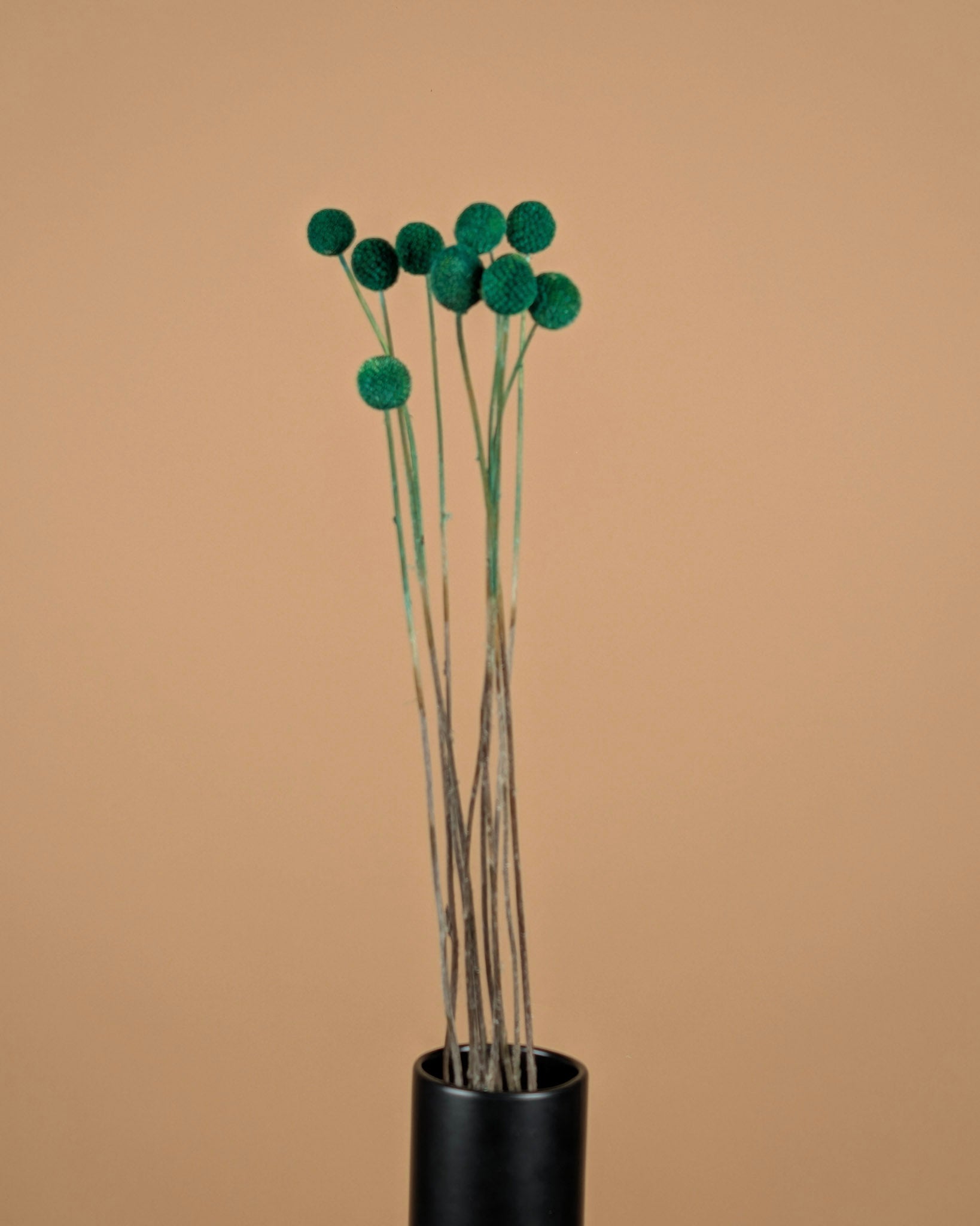 Craspedia Green Dried (Billy Button)