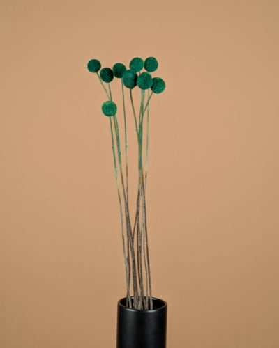 Craspedia Green Dried (Billy Button)