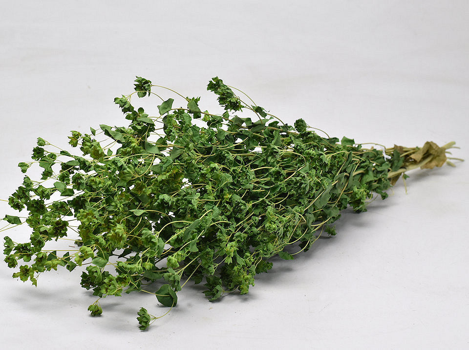 Bupleurum 65 cm