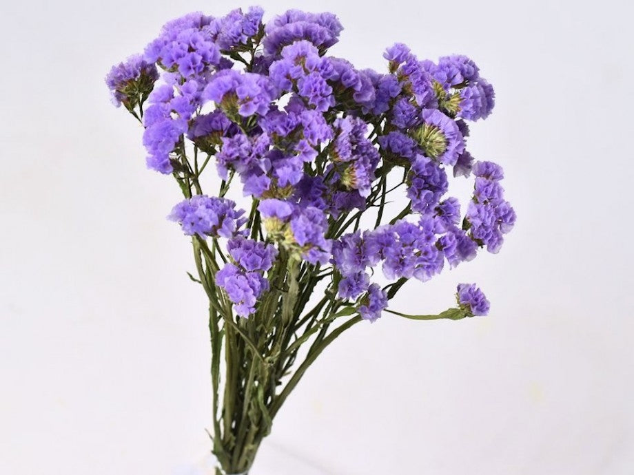 Gedroogde Statice violet