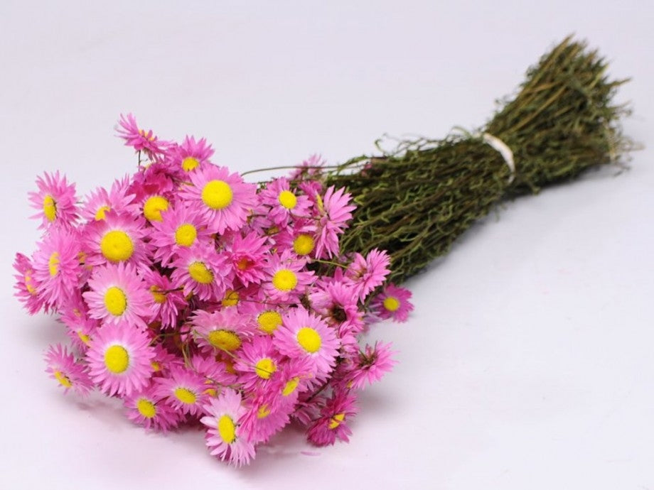 Dried Acroclinium Pink