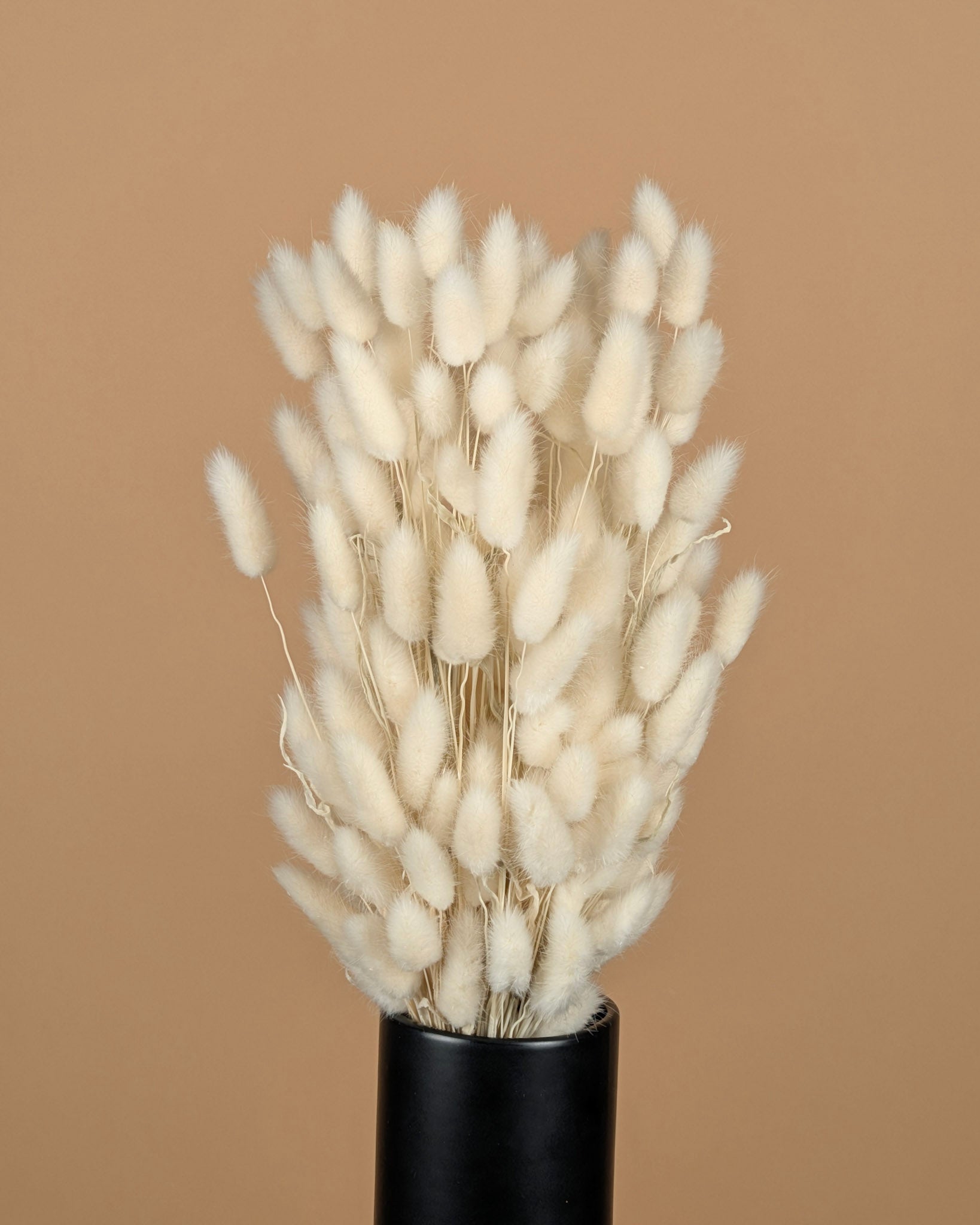 Dried Lagurus Ovatus Bleaked White