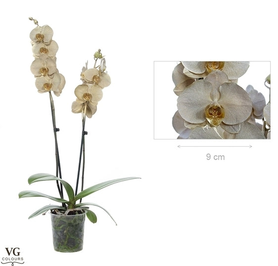 Phalaenopsis Orchidee metallic goud 2 takken