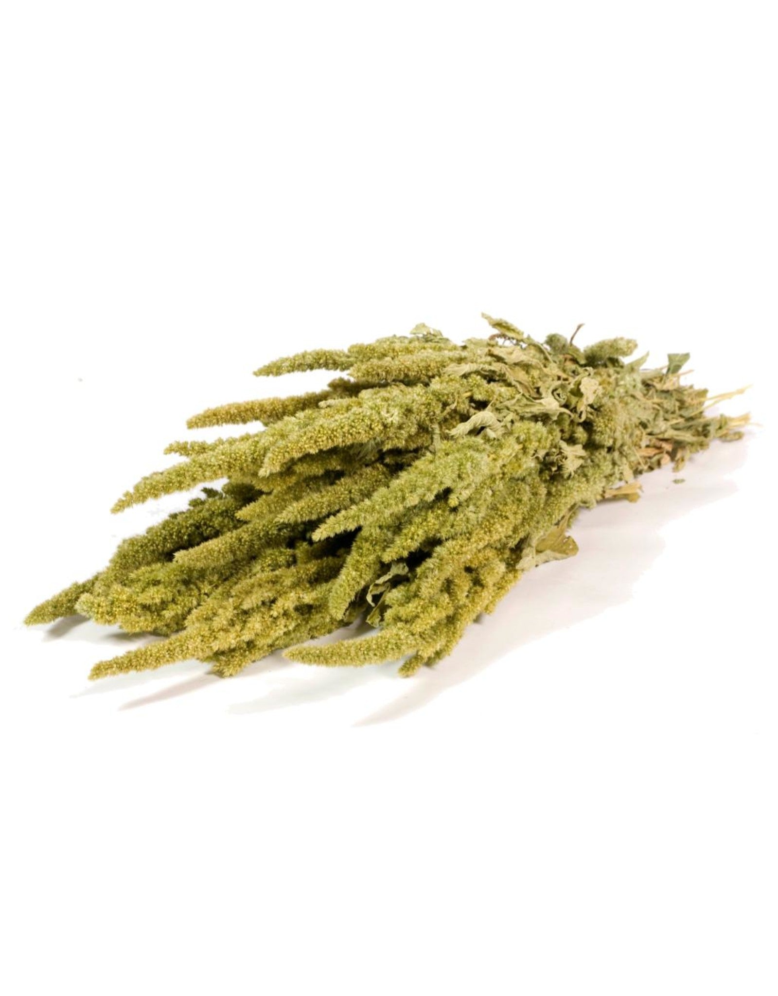 Gedroogde amaranthus – naturel groen
