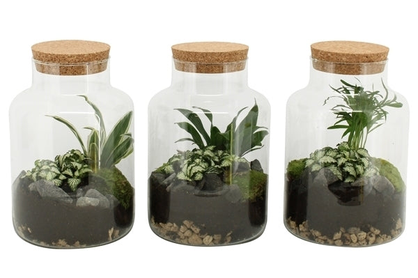 Terranium van plantjes in een glas met kurk