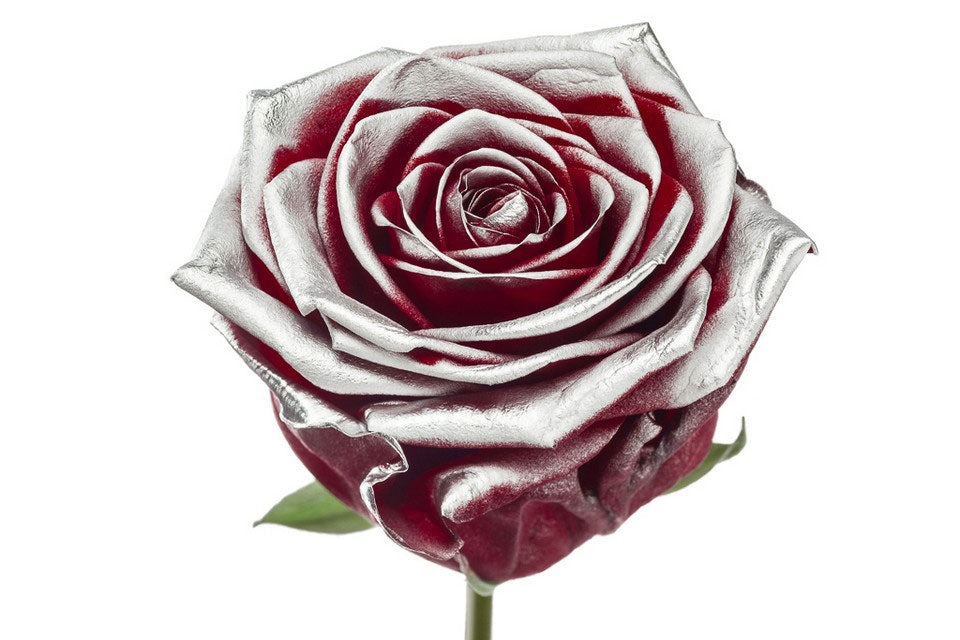 Bouquet de roses rouges à fard à joues argentées