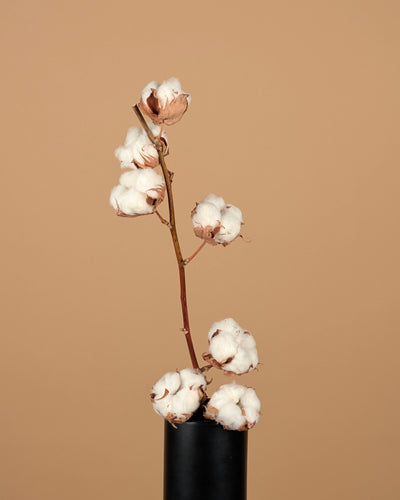 Gedroogde katoentak (Gossypium) – 7 bollen