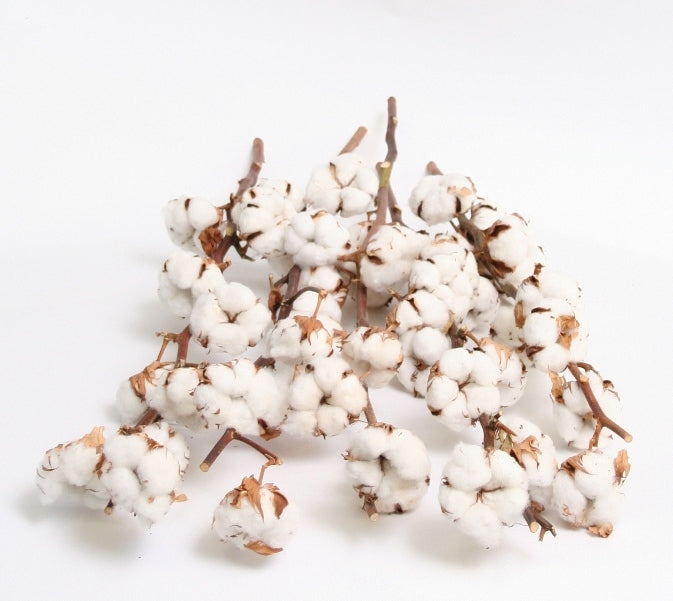 Cotton branches (Gossypium) with 10 balls per branch