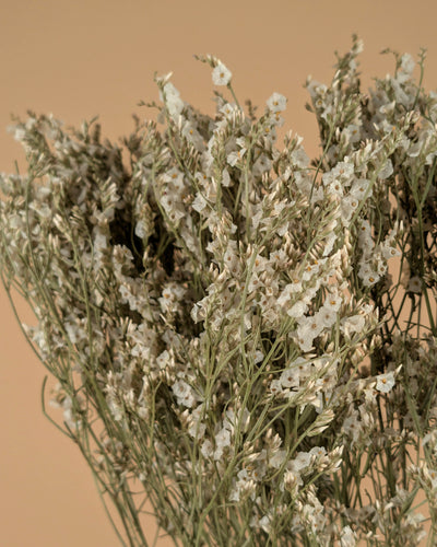 Limonium séché blanc diamant