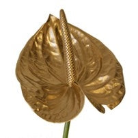 5 gold -colored Anthurium