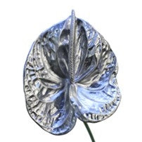 5 Silver colored Anthurium