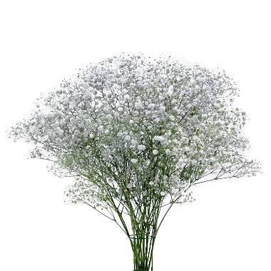 Gypsophila weiß mit silberfarbenem Glitzer