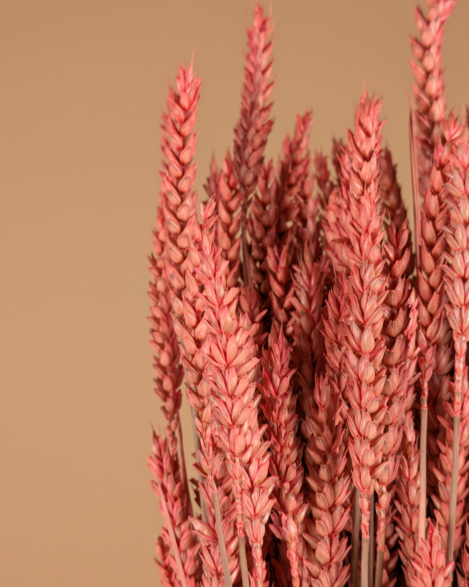 Dried wheat pink
