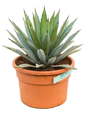 Agave macroacantha in the cultivation pot