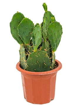 Opuntia discata in de teeltpot