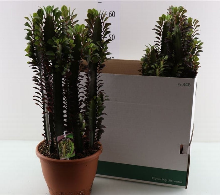 Euphorbia acruensis in plastic terracotta pot