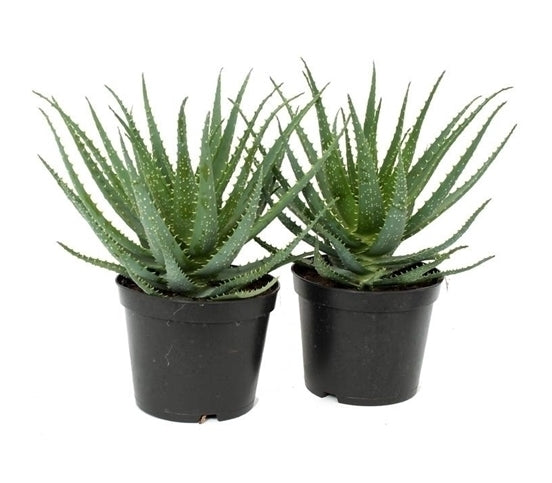 Aloe Arborescens in the cultivation jar