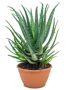 Aloe vera spinosissima in the cultivation jar