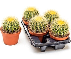 Echinocactus in de teeltpot per 4 Cactussen