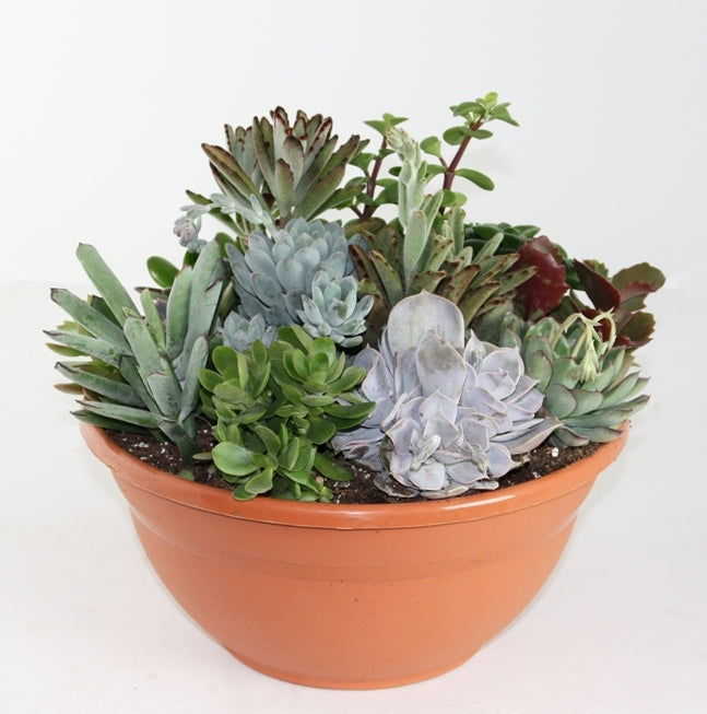 Succulenten mix in een bruine plastic schaal