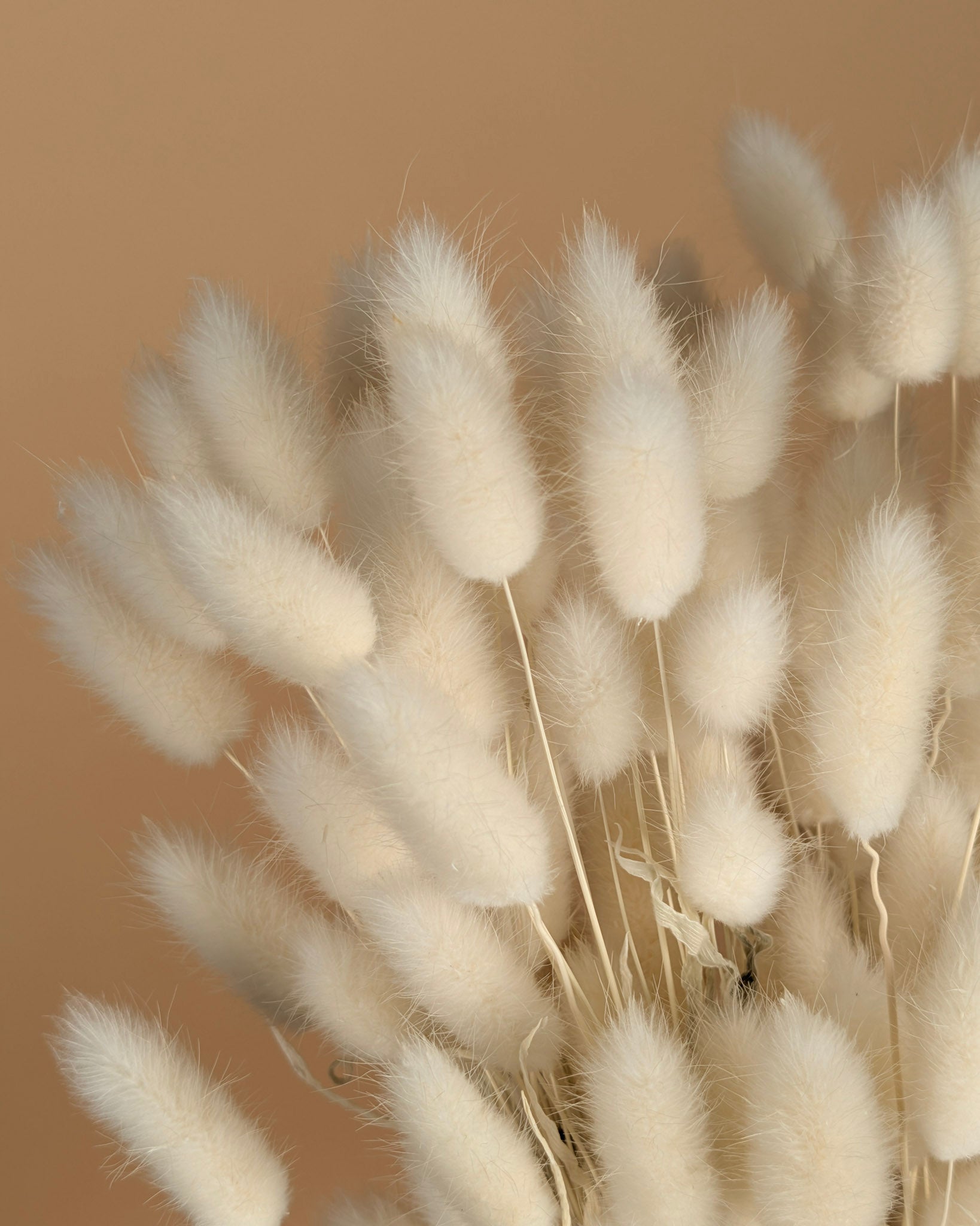 Dried Lagurus Ovatus Bleaked White