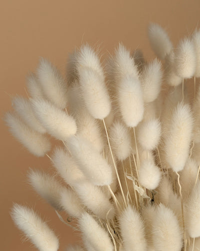 Dried Lagurus Ovatus Bleaked White