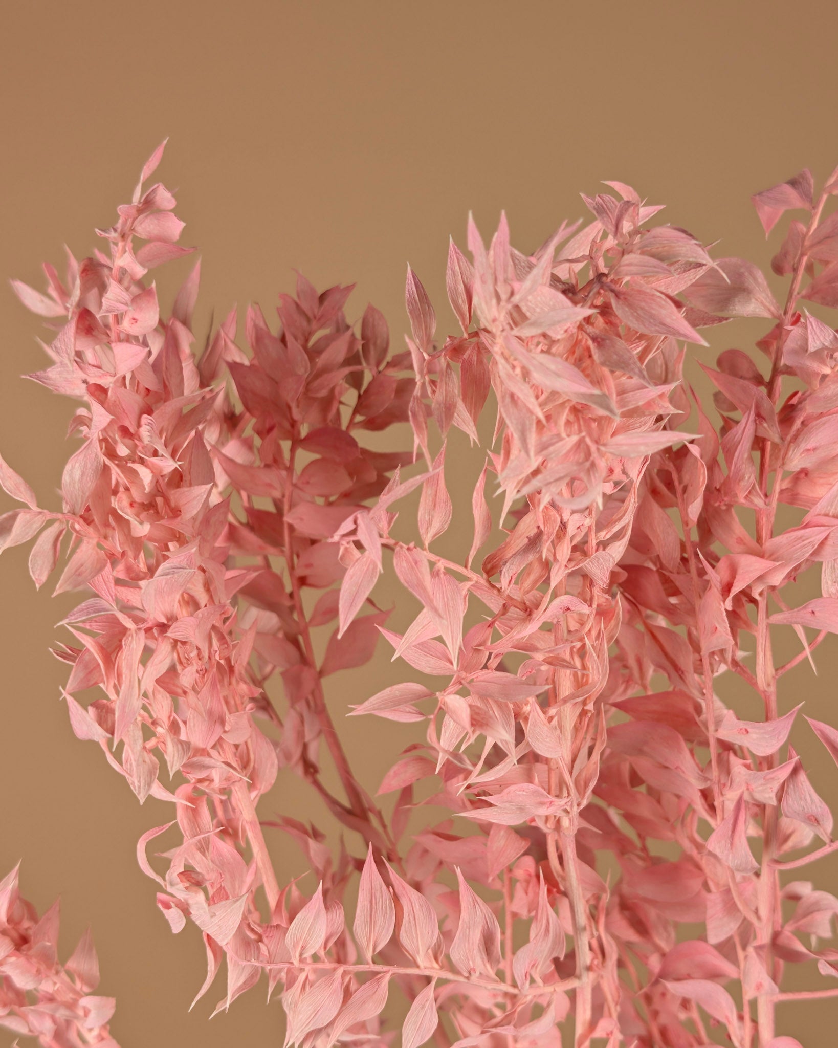 Gepreserveerde ruscus – licht roze