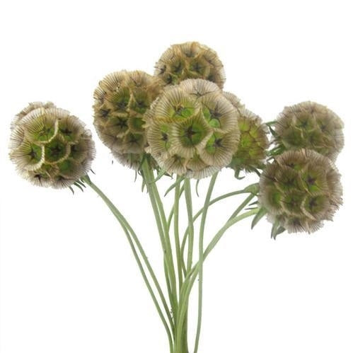 Scabiosa Stellata 10 stelen